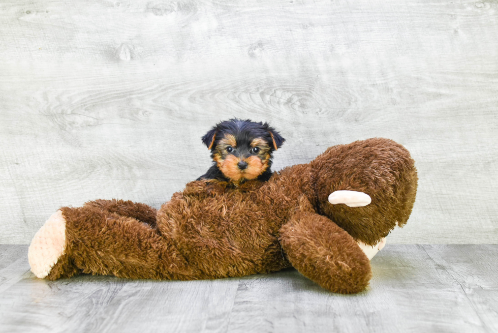 Meet Roscoe - our Yorkshire Terrier Puppy Photo 