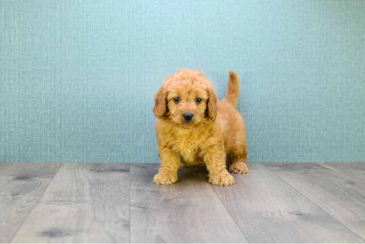 Mini Goldendoodle Puppy for Adoption