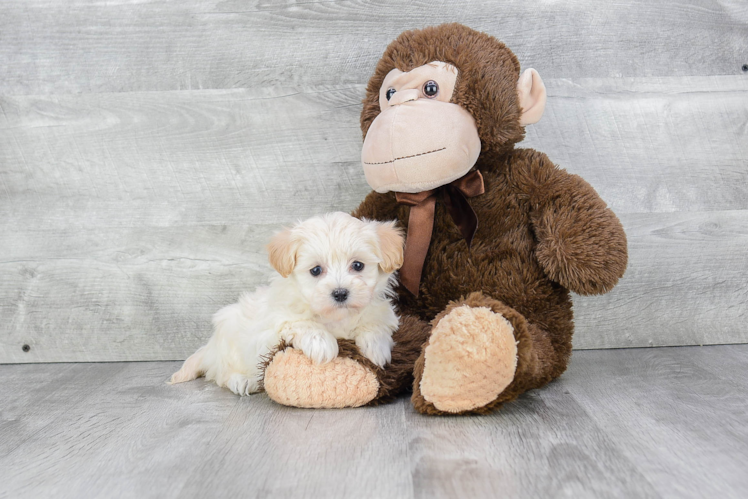 Maltipoo Puppy for Adoption