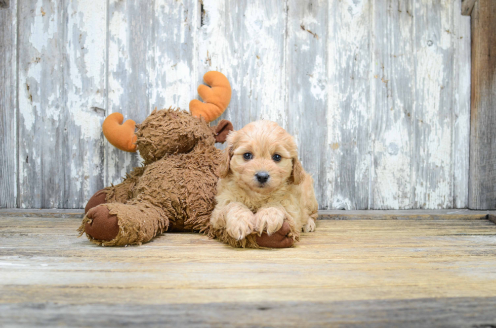 Best Cavachon Baby