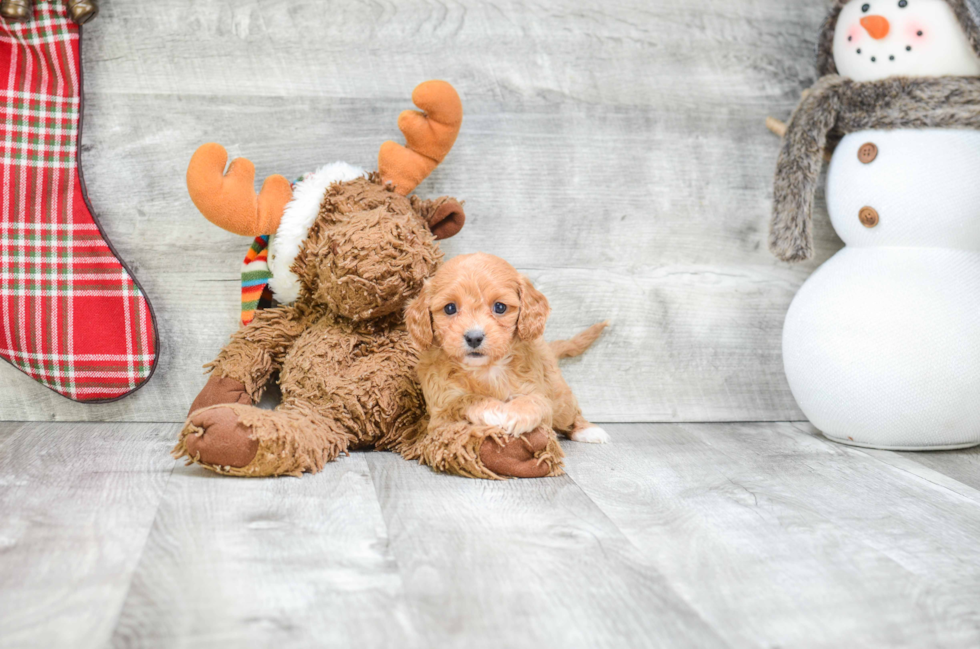 Hypoallergenic Cavoodle Poodle Mix Puppy