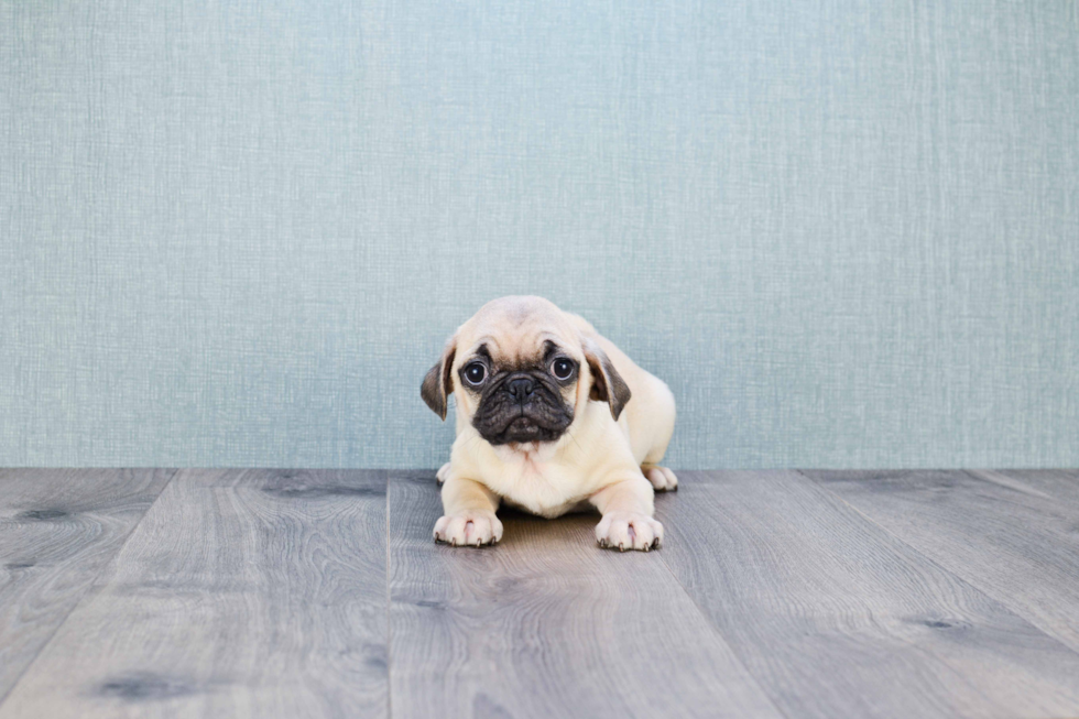 Best Pug Baby