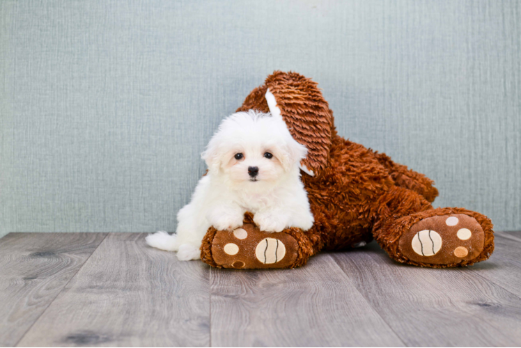 Maltipoo Puppy for Adoption