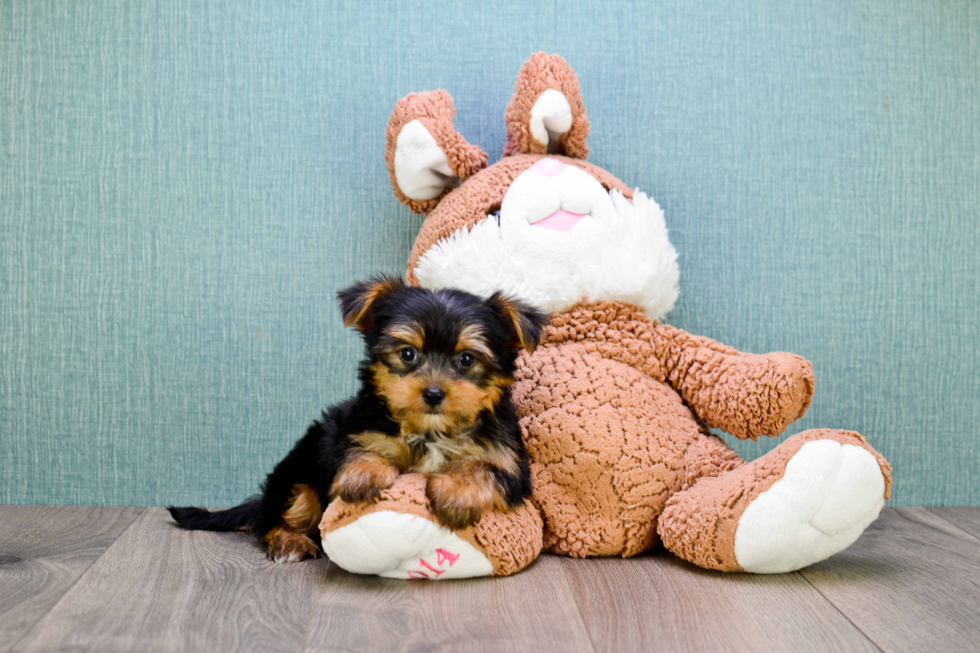 Meet Timmy - our Yorkshire Terrier Puppy Photo 