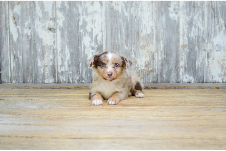 Mini Aussiedoodle Puppy for Adoption