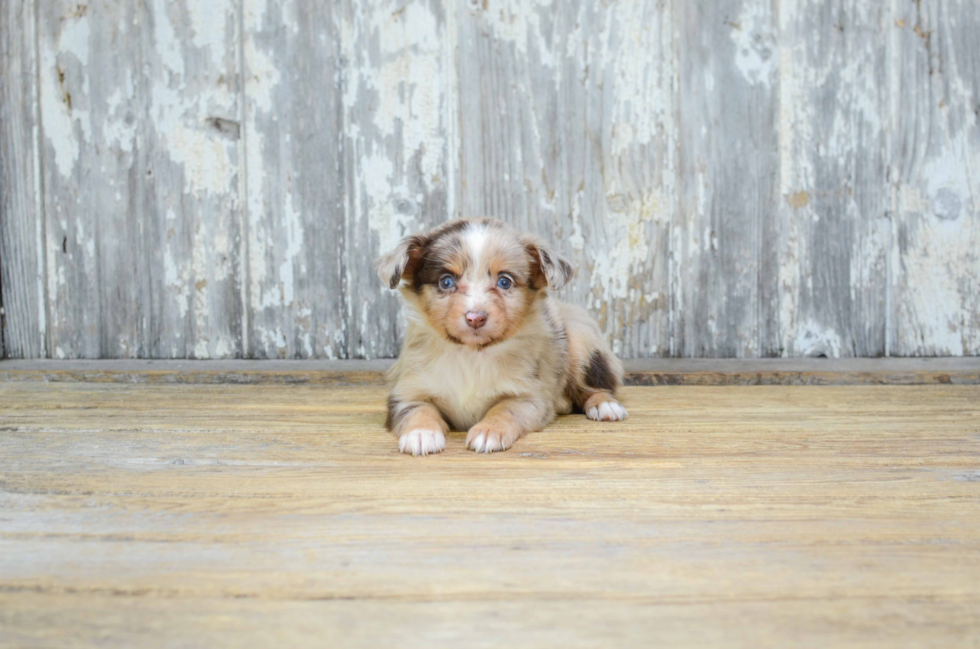 Mini Aussiedoodle Puppy for Adoption