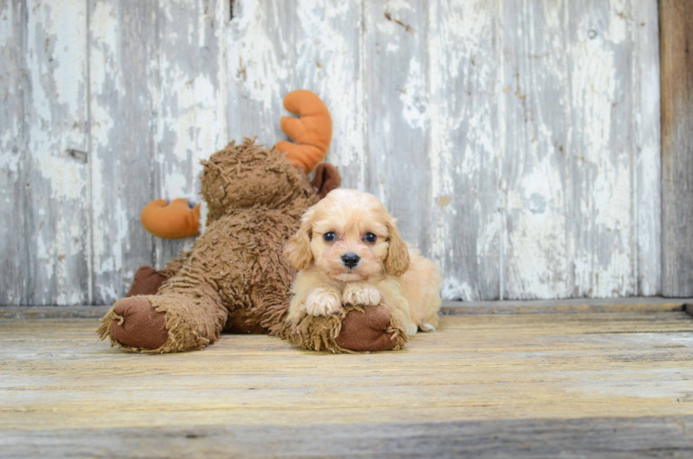 Cavachon Pup Being Cute