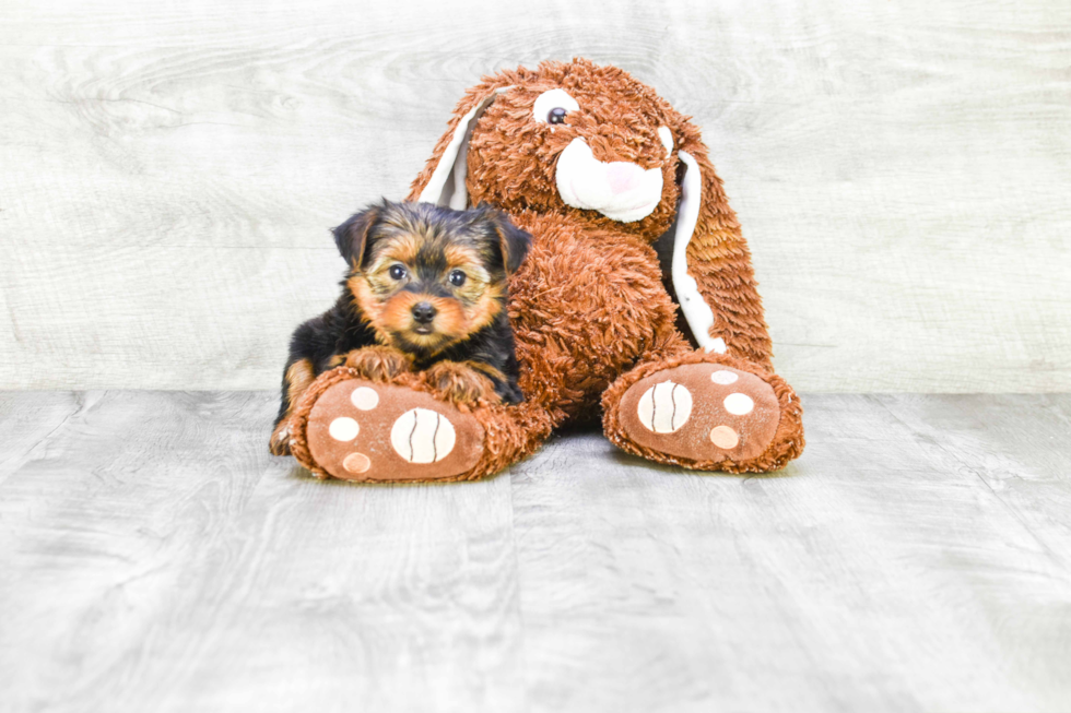 Meet Ronaldo - our Yorkshire Terrier Puppy Photo 