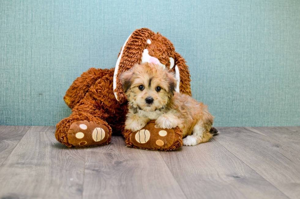 Happy Morkie Baby