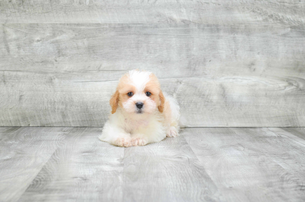 Hypoallergenic Cavalier Designer Puppy