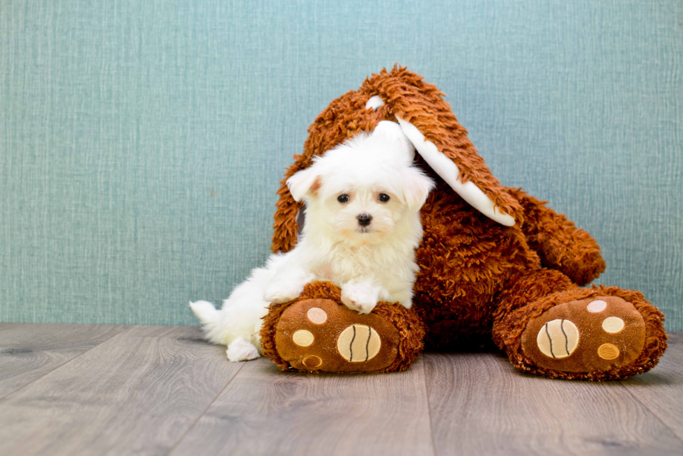 Maltese Puppy for Adoption