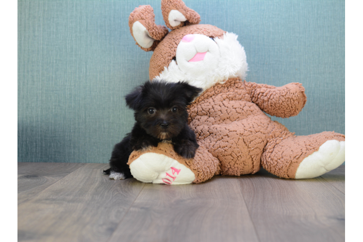 Morkie Pup Being Cute