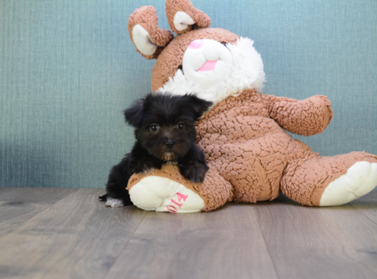 Morkie Pup Being Cute