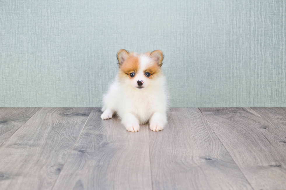 Small Pomeranian Baby