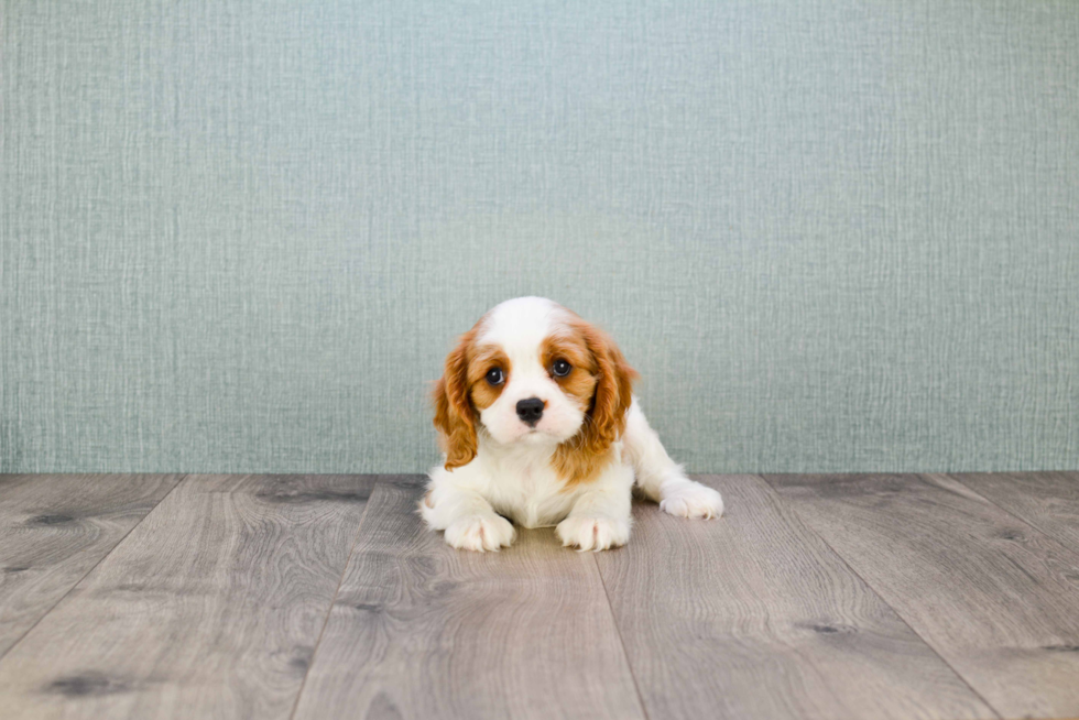 Friendly Cavalier King Charles Spaniel Baby