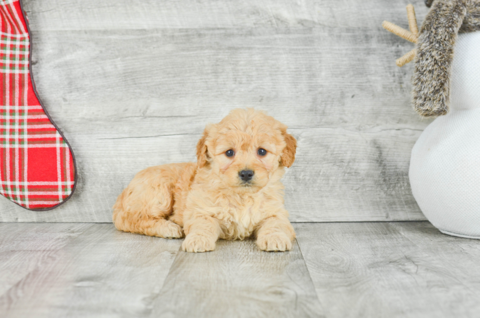 Mini Goldendoodle Puppy for Adoption