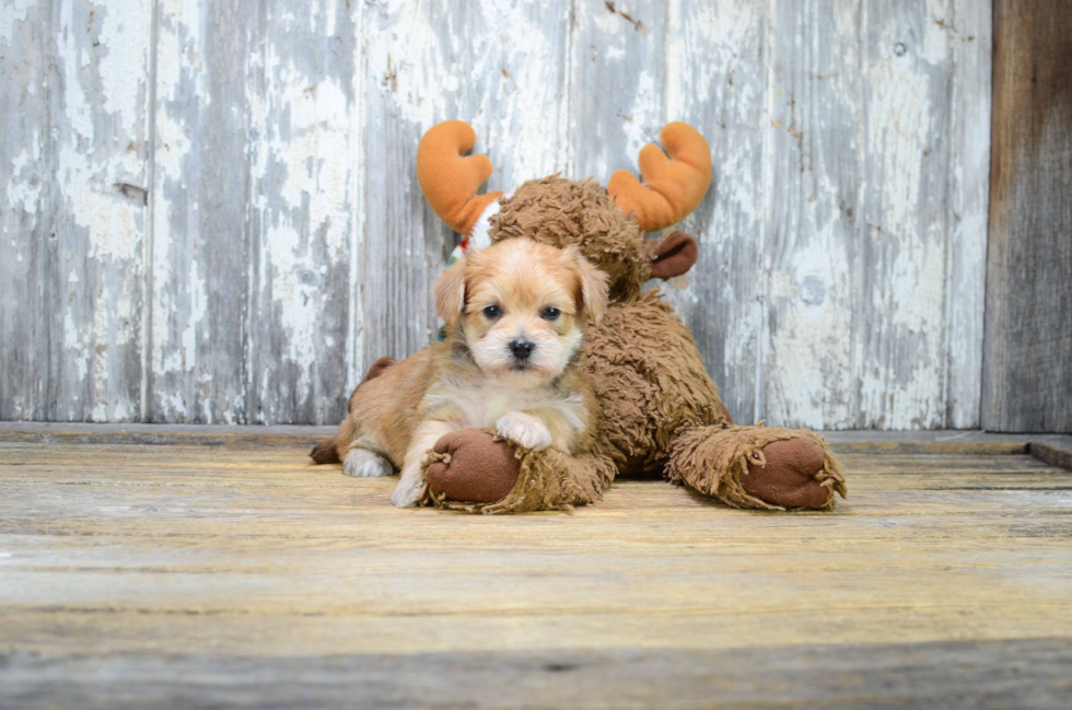 Adorable Yorkie Designer Puppy