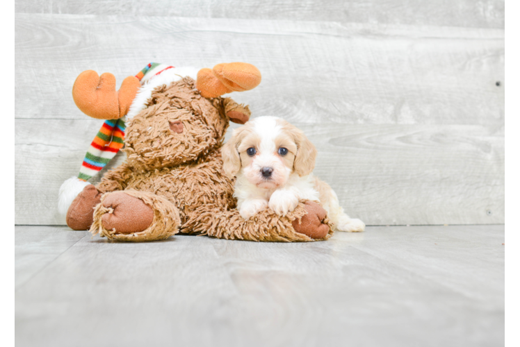 Friendly Cavapoo Baby