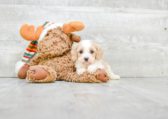 Friendly Cavapoo Baby