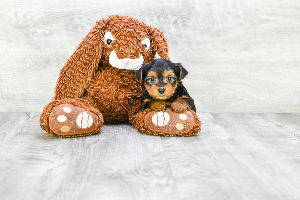 Meet Zoro - our Yorkshire Terrier Puppy Photo 