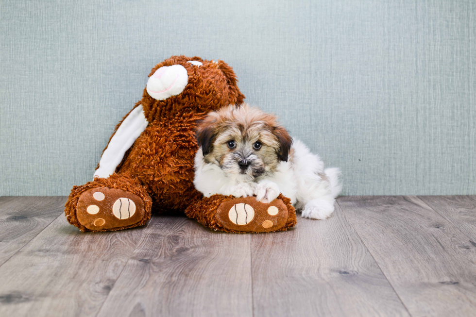 Fluffy Havanese Purebred Puppy