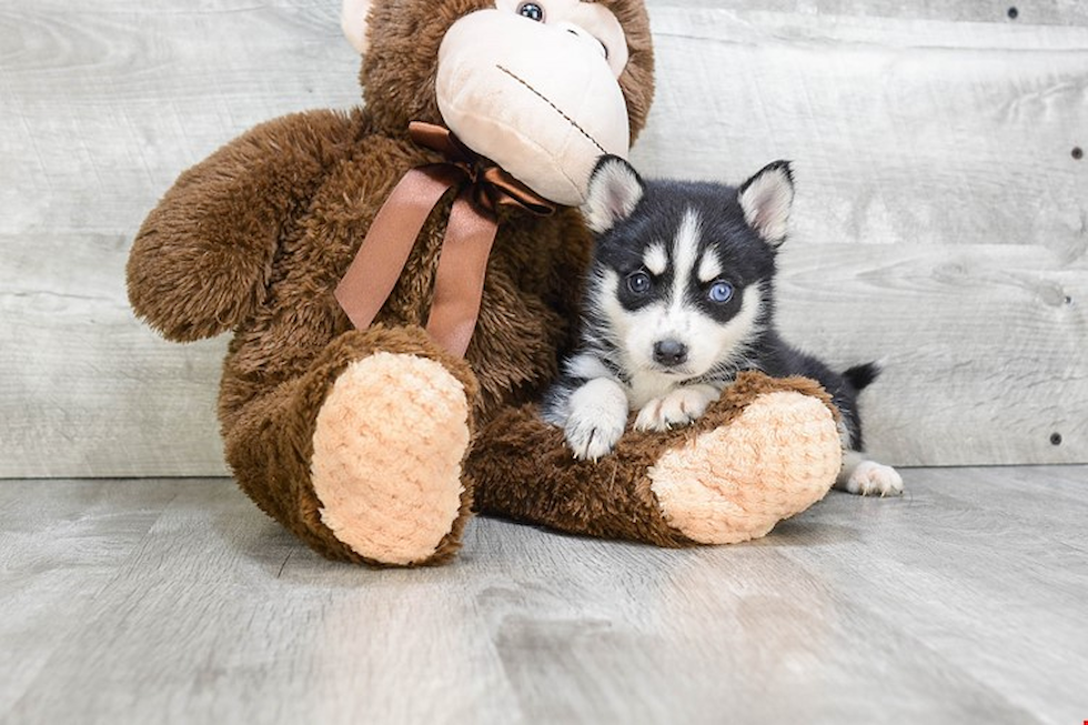 Playful Mini Husky Designer Puppy