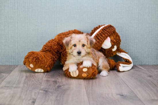 Popular Morkie Designer Pup