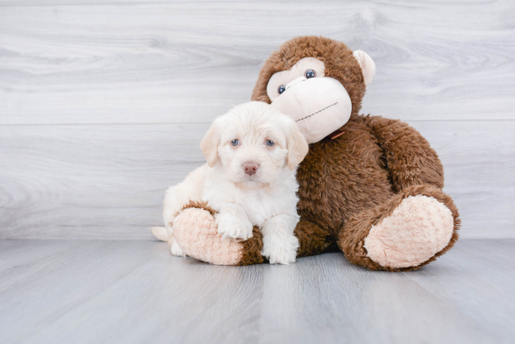 Mini Labradoodle Puppy for Adoption