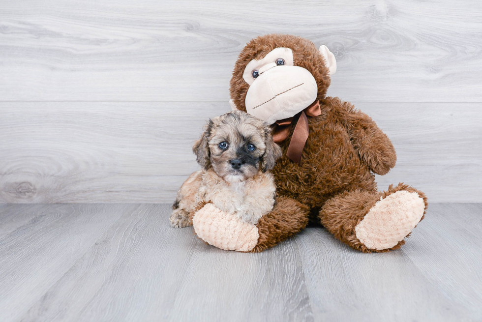 Petite Cockapoo Poodle Mix Pup