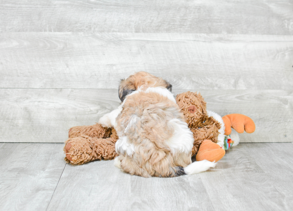 Havanese Pup Being Cute