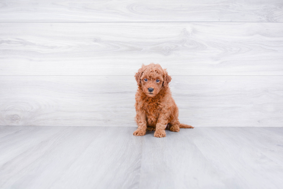 Playful Golden Retriever Poodle Mix Puppy