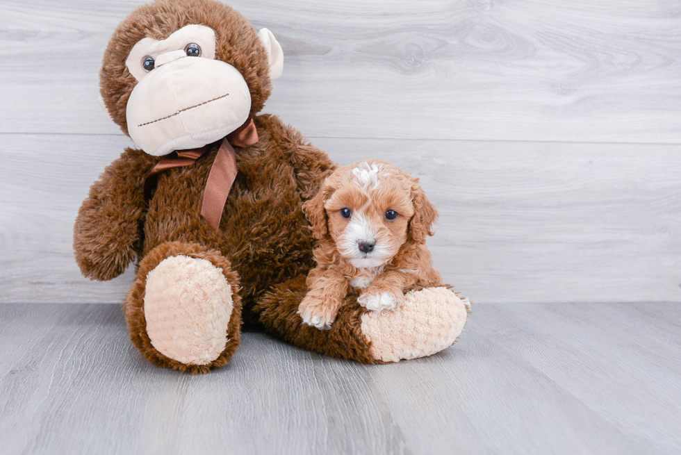 Happy Cavapoo Baby