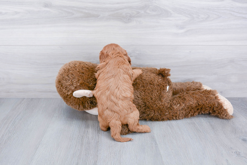 Cavapoo Pup Being Cute