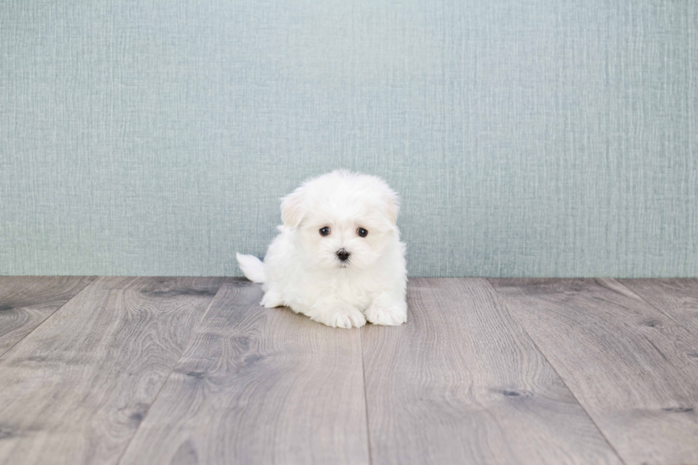 Sweet Maltese Purebred Puppy