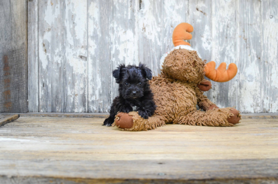 Small Morkie Baby