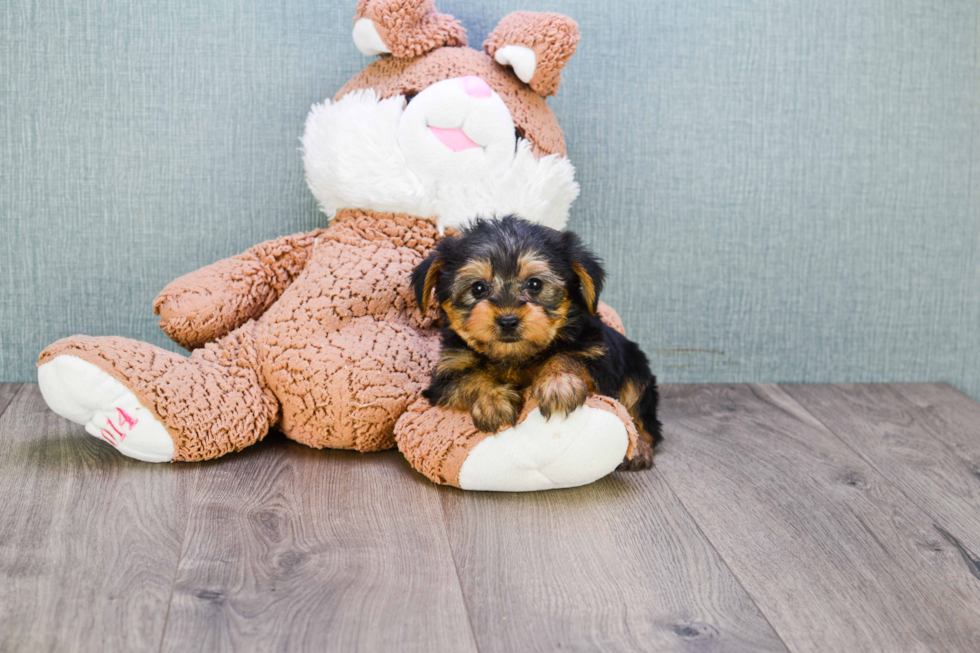 Meet Timmy - our Yorkshire Terrier Puppy Photo 