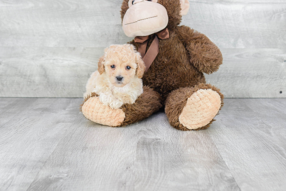 Maltipoo Puppy for Adoption