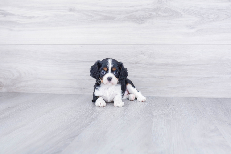 Fluffy Cavalier King Charles Spaniel Purebred Puppy