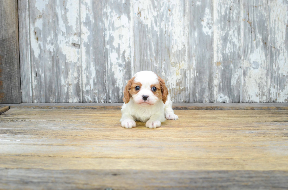 Playful Cavalier King Charles Spaniel Purebred Pup