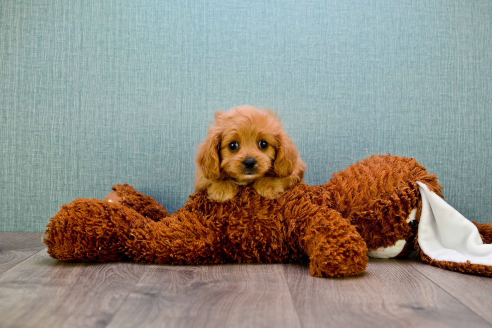 Petite Cavapoo Poodle Mix Pup