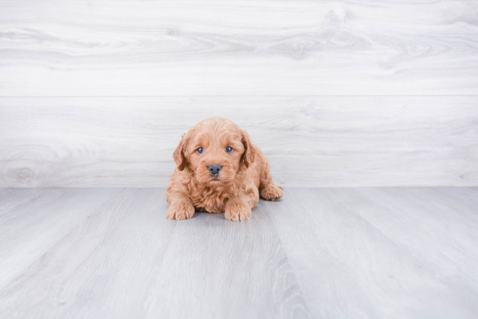 Best Mini Goldendoodle Baby