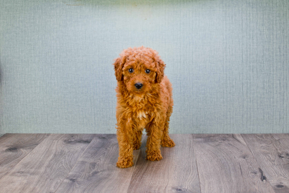 Happy Mini Goldendoodle Baby