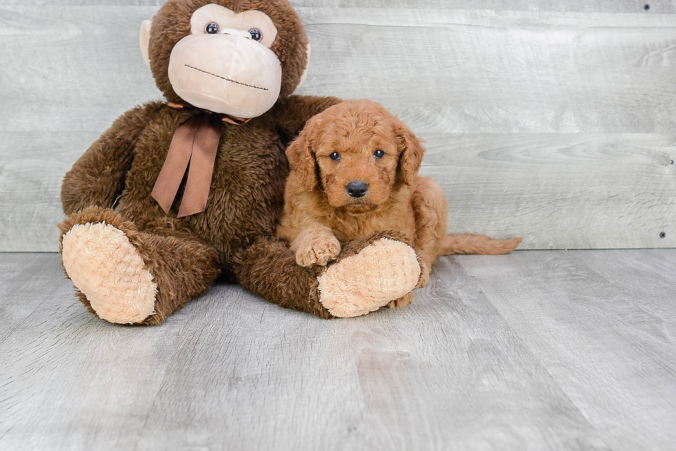 Adorable Golden Retriever Poodle Mix Puppy