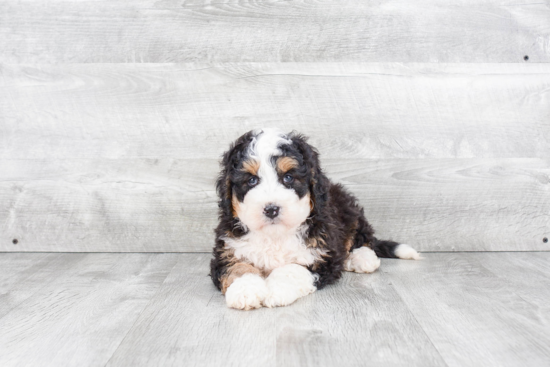 Best Mini Bernedoodle Baby