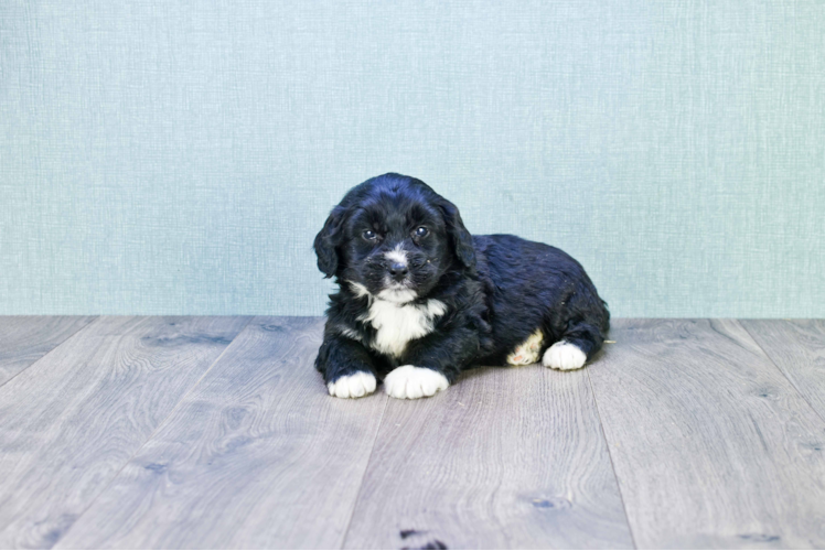 Mini Bernedoodle Puppy for Adoption