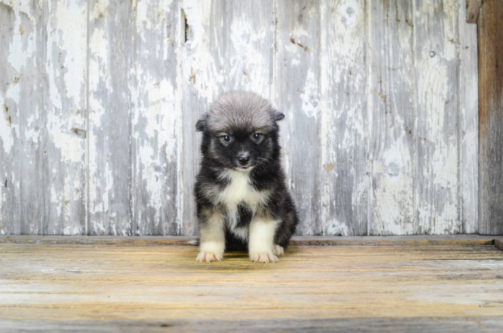 Friendly Pomsky Baby