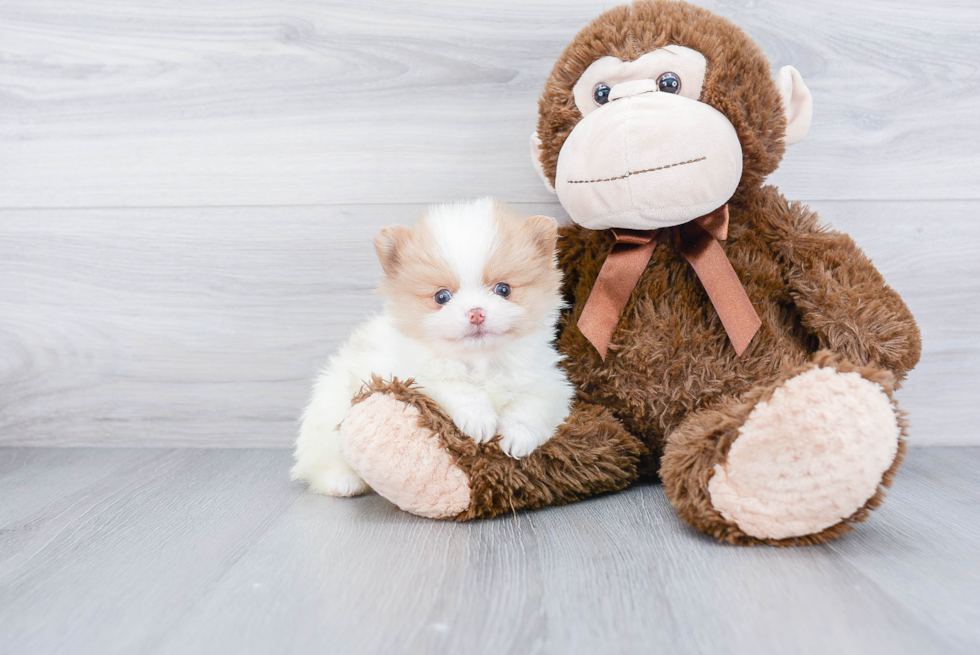 Sweet Pomeranian Purebred Puppy