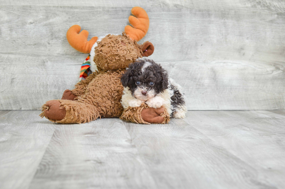 Hypoallergenic Poodle Baby