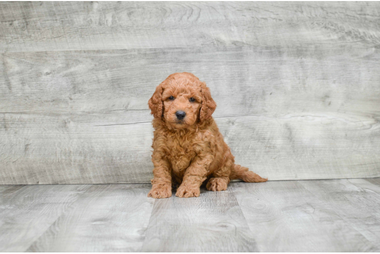 Best Mini Goldendoodle Baby