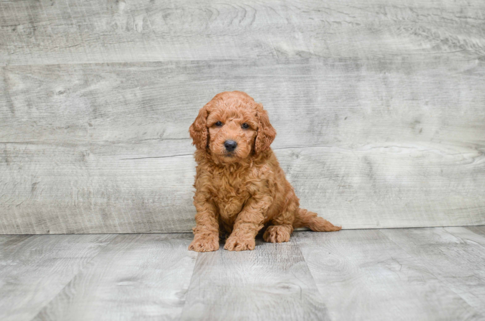 Best Mini Goldendoodle Baby